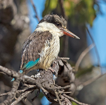 Striped Kingfisher
